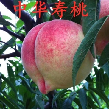 早熟品种中华寿桃树苗嫁接苗中华圣桃果苗南方北方种植当年结