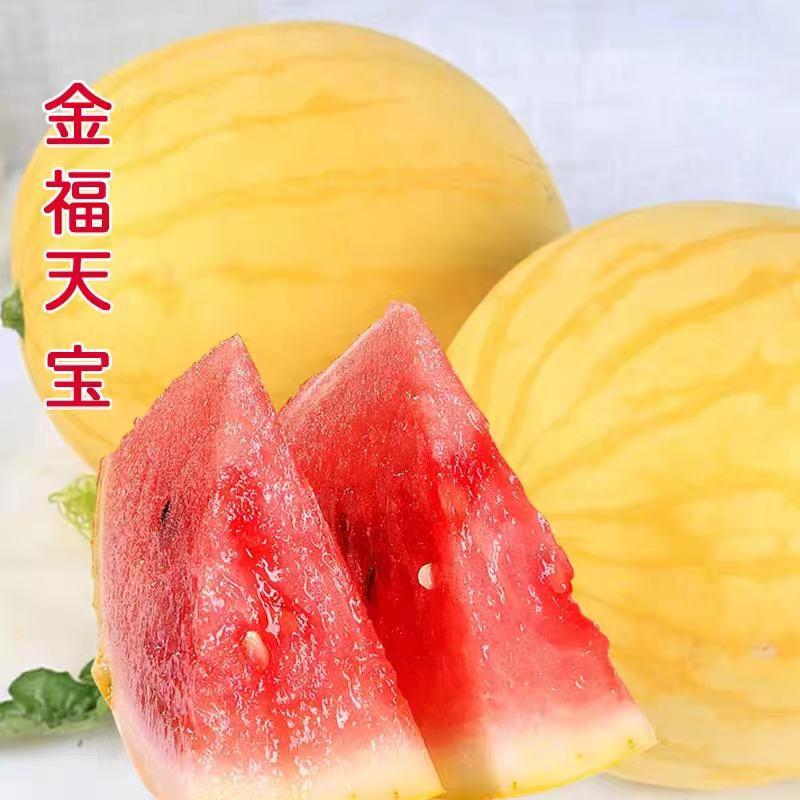 金帅01黄皮黄瓤西瓜种子抗病早熟易管理5~7公斤糖高