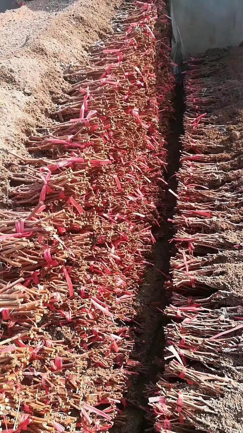 中国红玫瑰葡萄苗盖世无籽葡萄亩产三吨含糖量20一23%