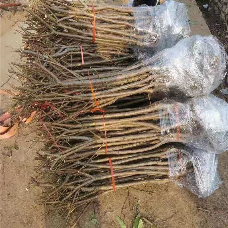 早熟品种中华寿桃树苗嫁接苗中华圣桃果苗南方北方种植当年结