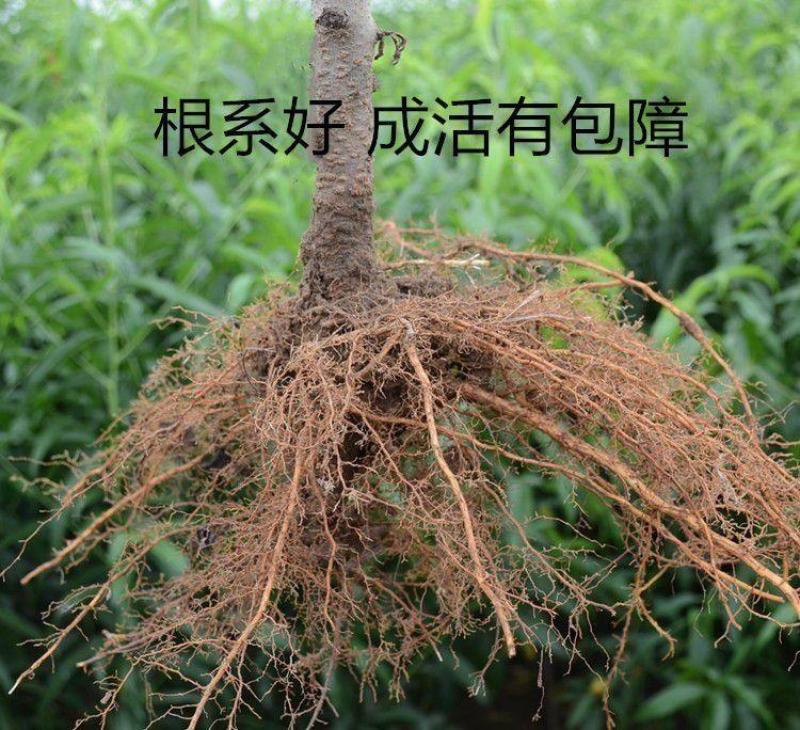 早熟品种中华寿桃树苗嫁接苗中华圣桃果苗南方北方种植当年结