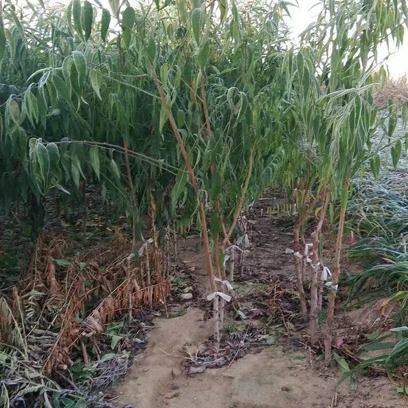 早熟品种中华寿桃树苗嫁接苗中华圣桃果苗南方北方种植当年结