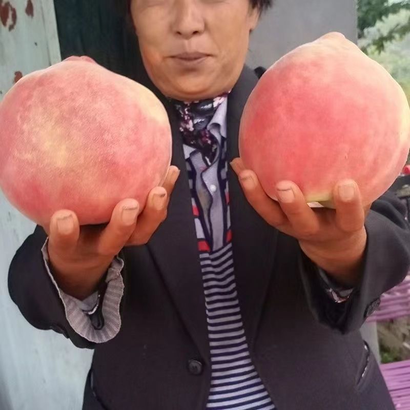 早熟品种中华寿桃树苗嫁接苗中华圣桃果苗南方北方种植当年结