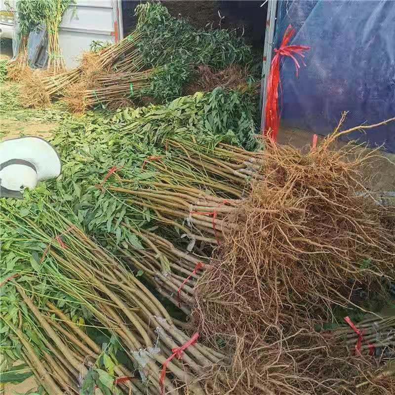 早熟品种中华寿桃树苗嫁接苗中华圣桃果苗南方北方种植当年结