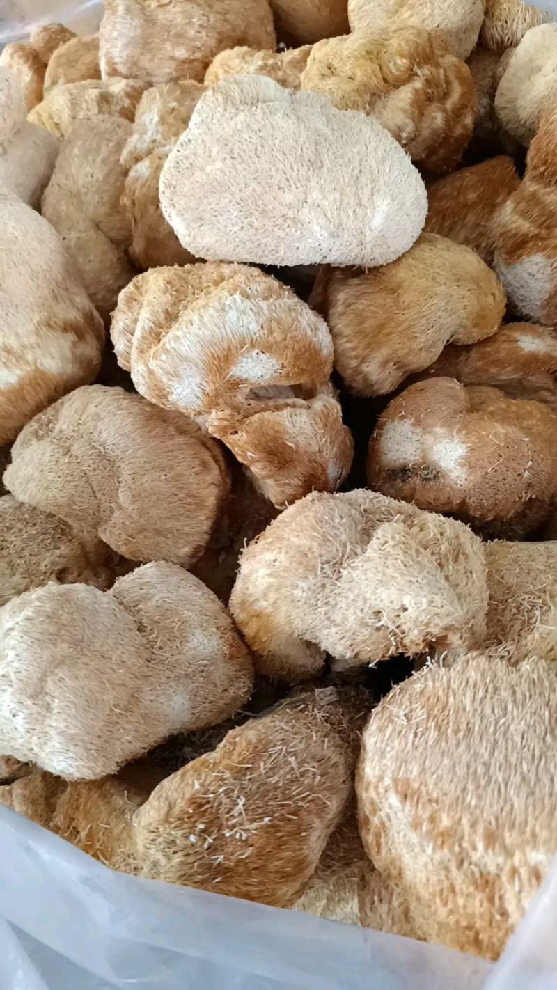 自然晾晒，优质平菇丝，现货，质量好，价格实惠！