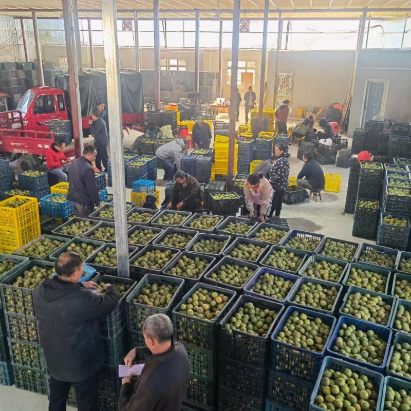【一件代发】罗汉果基地常年供应货源充足价格实惠全国发货