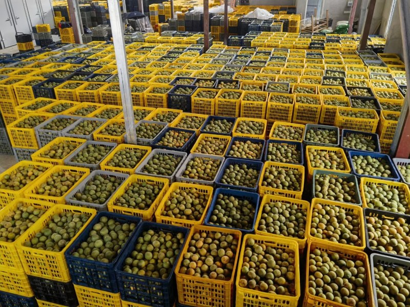 【一件代发】罗汉果基地常年供应货源充足价格实惠全国发货