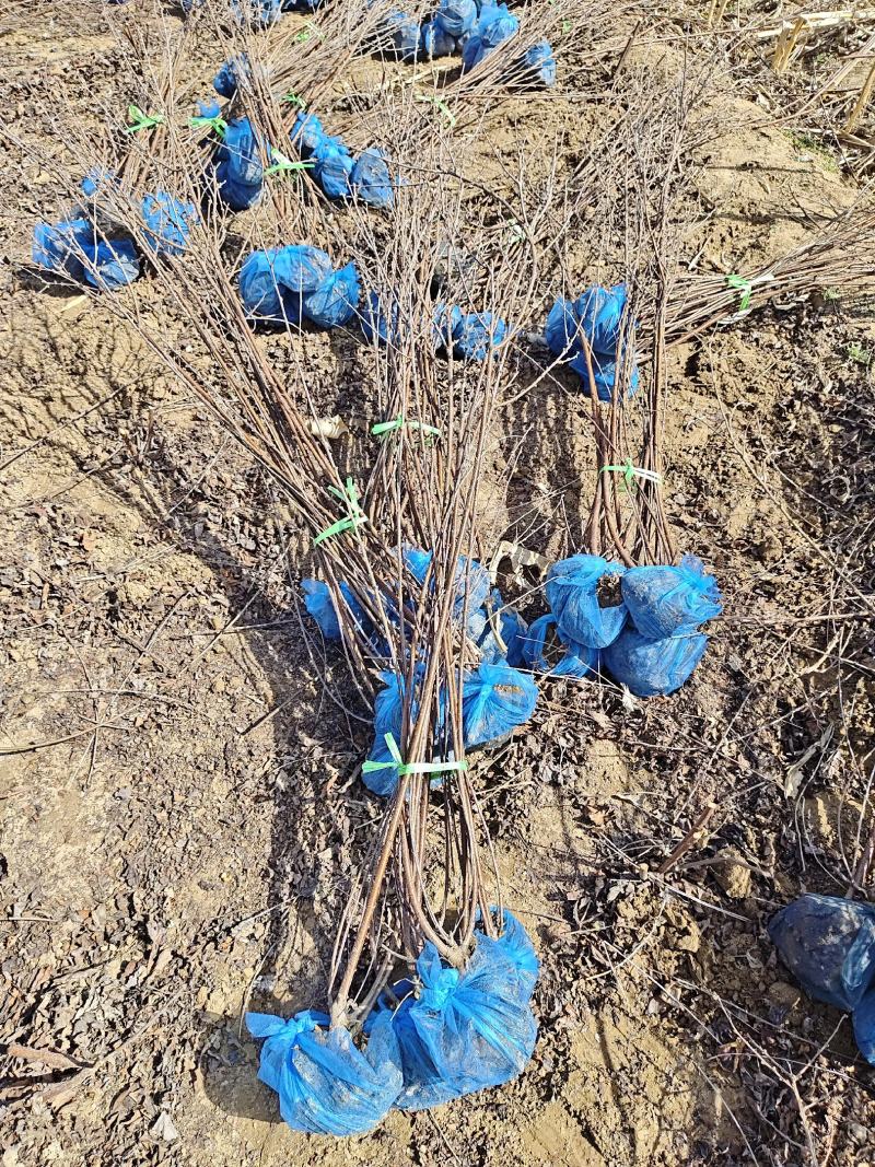 重瓣双花丛生榆叶梅