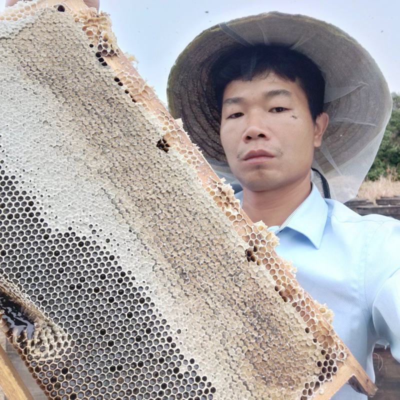 【牛商推荐】阳西荔枝蜂蜜产地一手货源保质保量欢迎订购