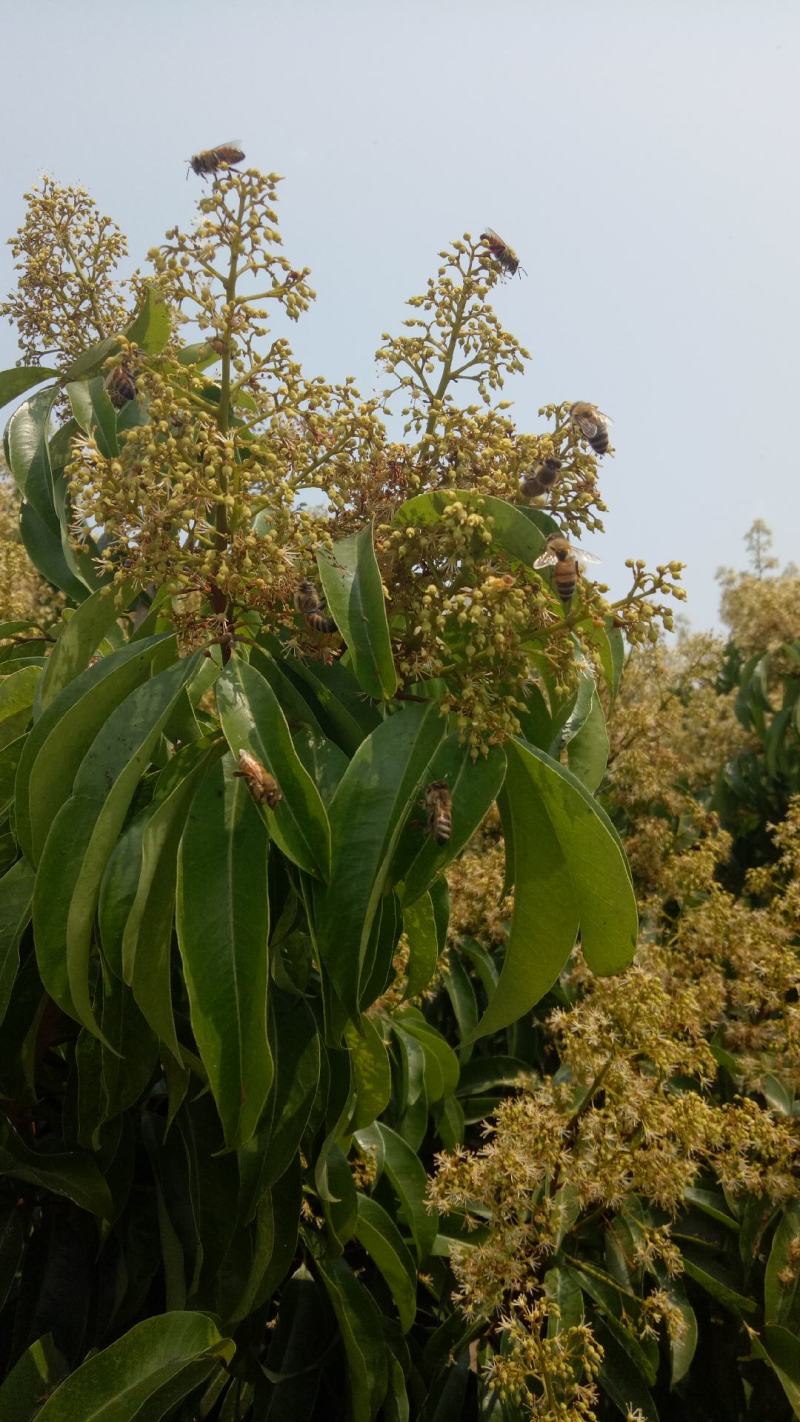 【牛商推荐】阳西荔枝蜂蜜产地一手货源保质保量欢迎订购