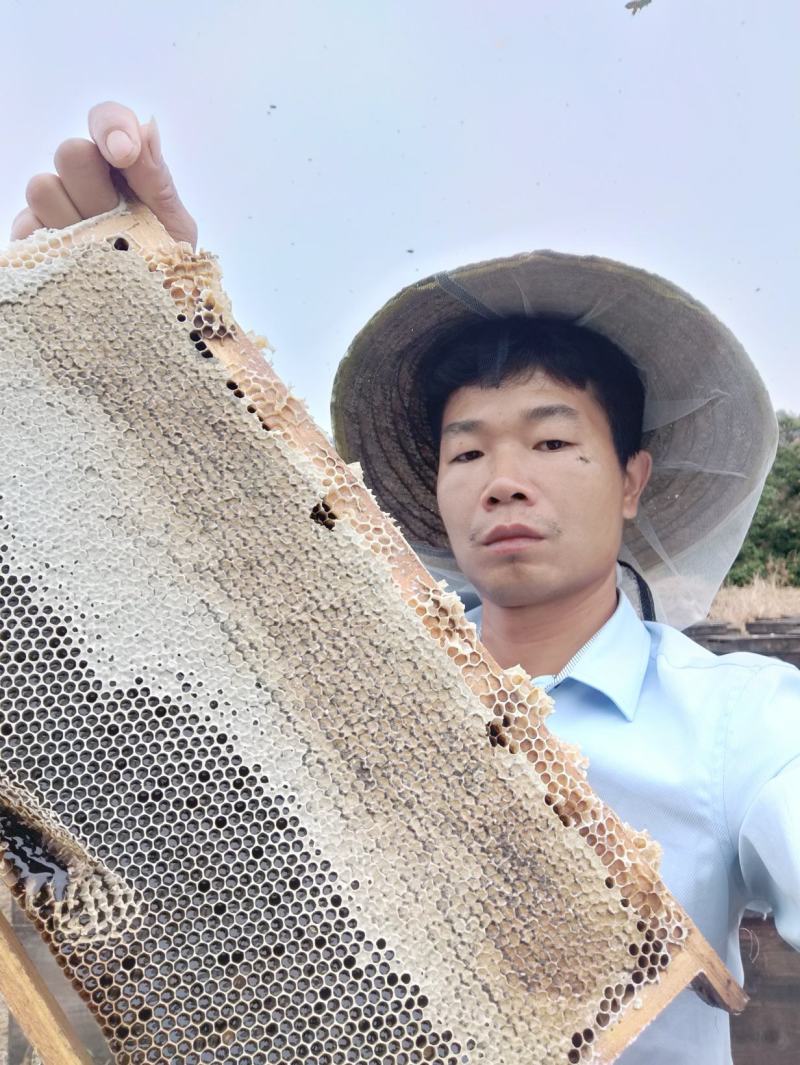 【牛商推荐】阳西荔枝蜂蜜产地一手货源保质保量欢迎订购