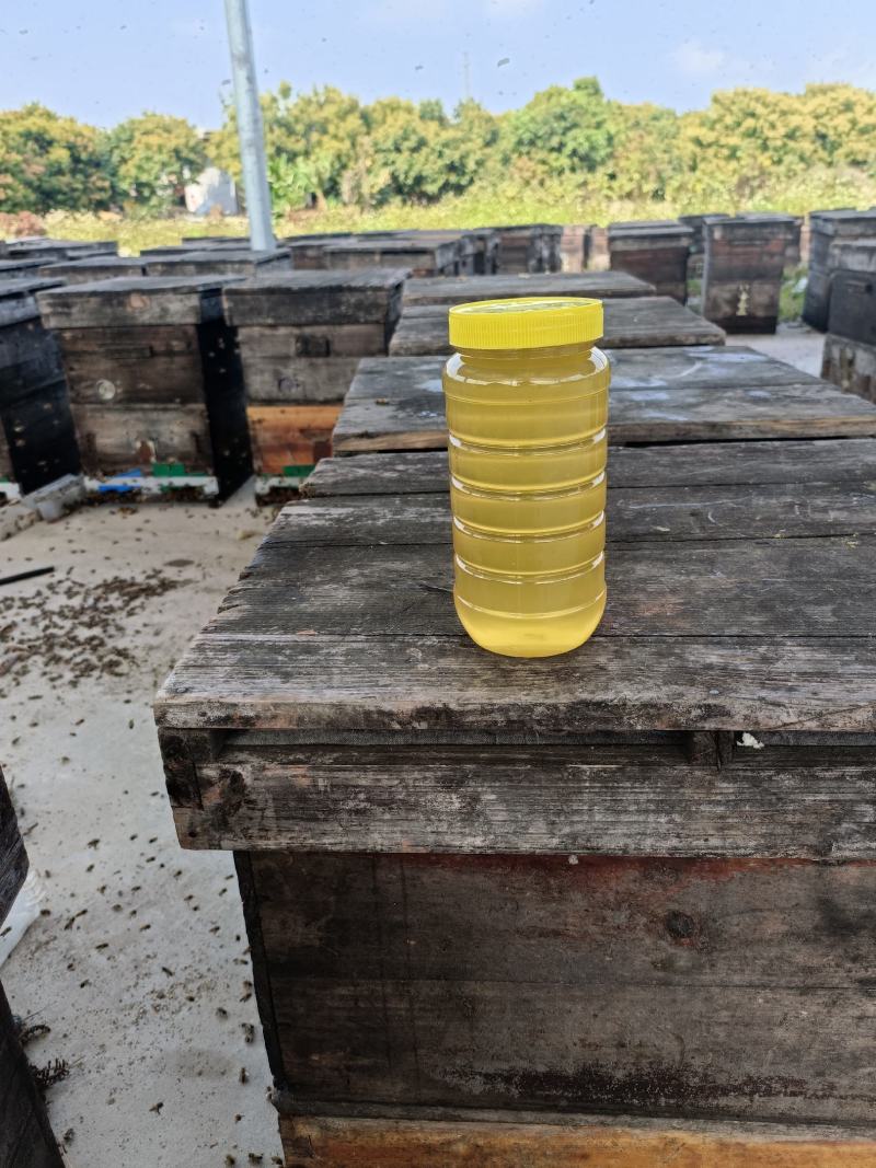 【牛商推荐】阳西荔枝蜂蜜产地一手货源保质保量欢迎订购