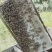 【牛商推荐】阳西荔枝蜂蜜产地一手货源保质保量欢迎订购
