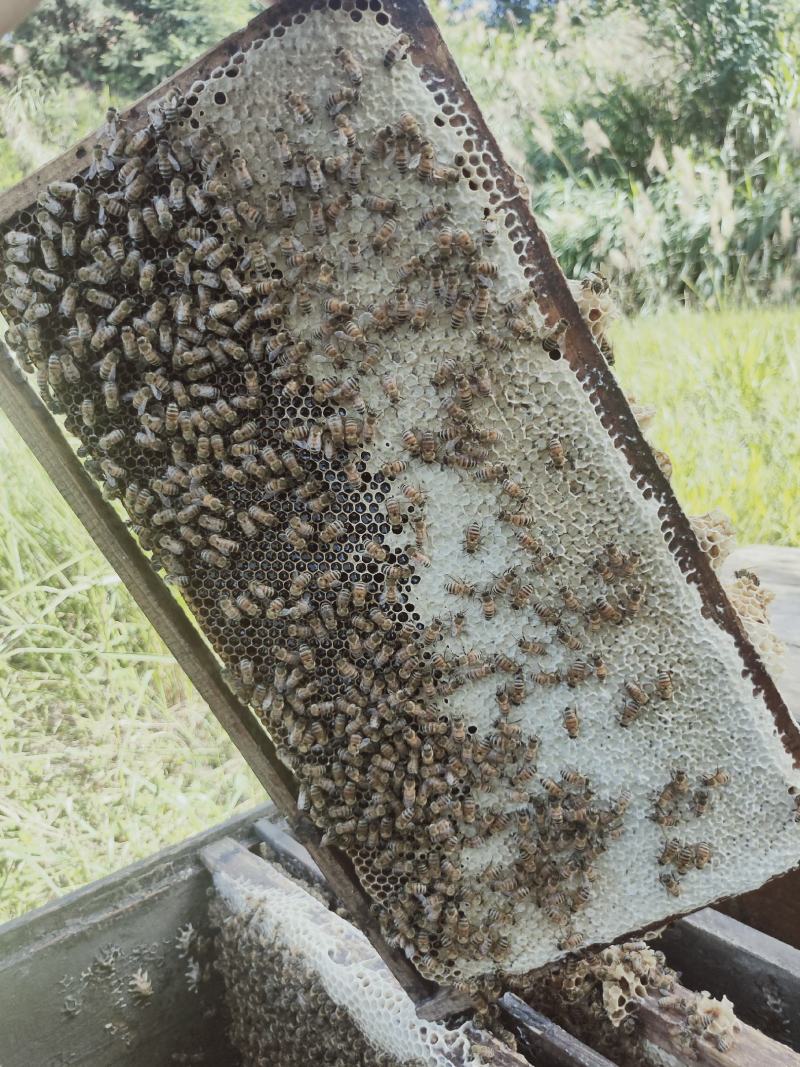 【牛商推荐】阳西荔枝蜂蜜产地一手货源保质保量欢迎订购