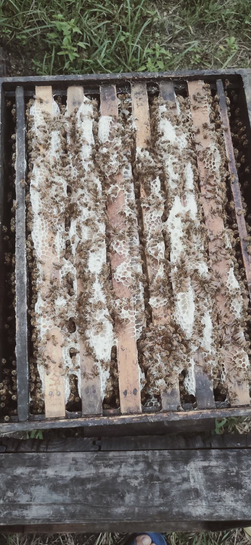 【牛商推荐】阳西荔枝蜂蜜产地一手货源保质保量欢迎订购