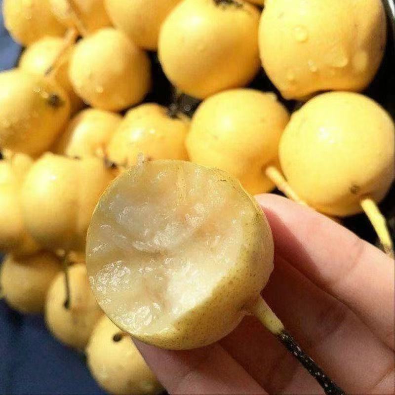 香水梨树苗正宗嫁接软儿梨树苗香梨树苗当年结果