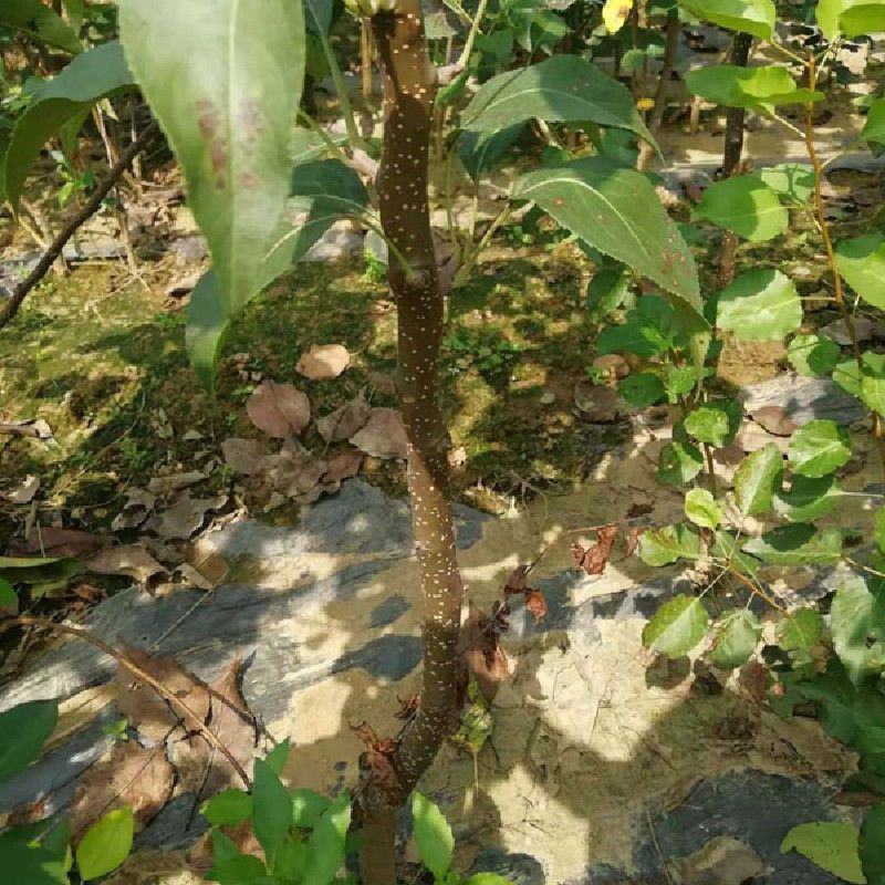 香水梨树苗正宗嫁接软儿梨树苗香梨树苗当年结果