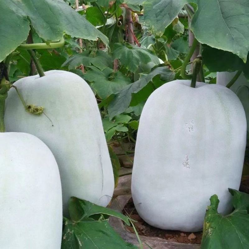 【甄选推荐】海南精品白皮冬瓜颜色白瓜型饱满耐运输