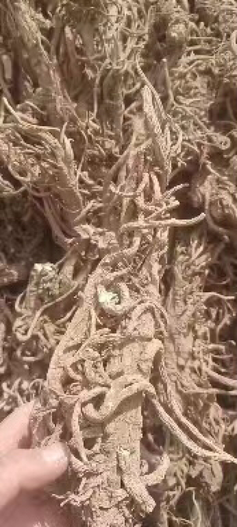 独活种苗肉独活苗甘肃独活苗包技术可回收质量保证