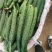 河南夏邑精品密刺黄瓜新鲜上市现摘现发欢迎选购