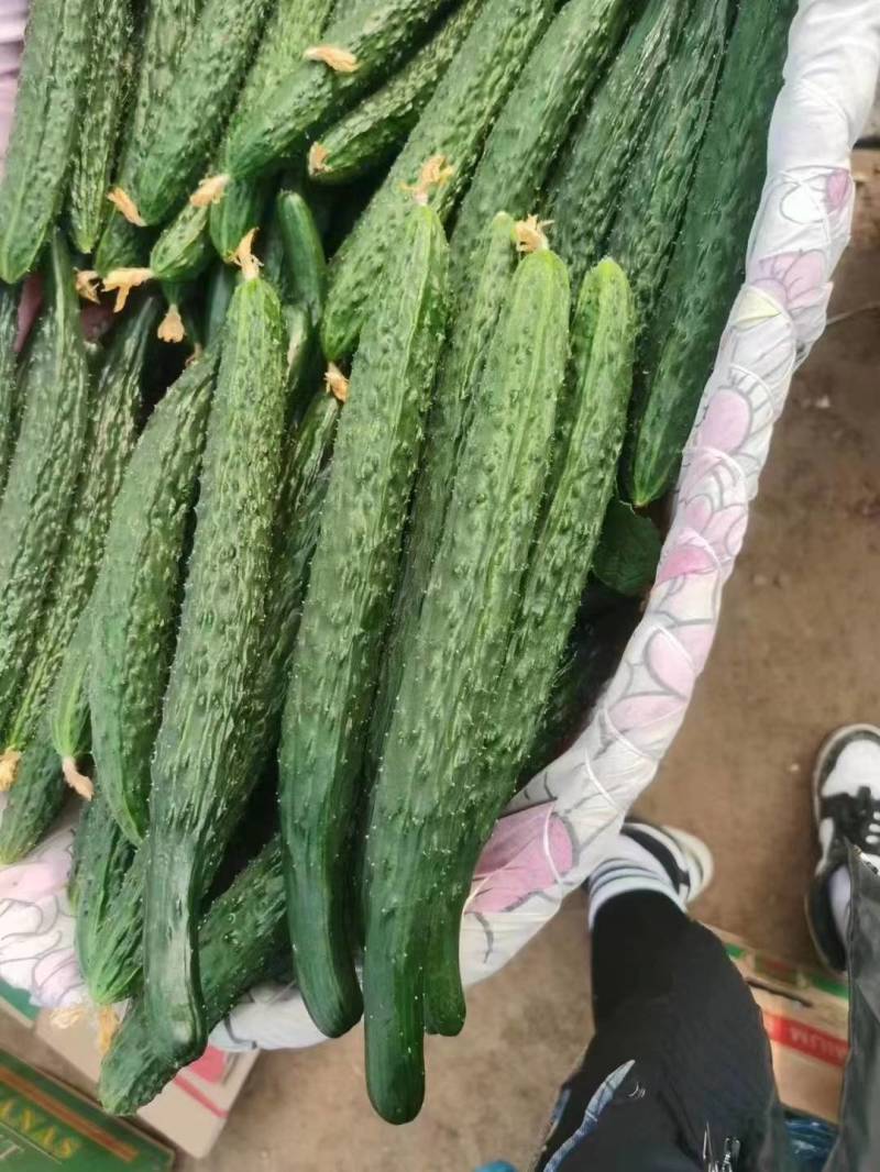 河南夏邑精品密刺黄瓜新鲜上市现摘现发欢迎选购