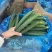 河南夏邑精品密刺黄瓜新鲜上市现摘现发欢迎选购