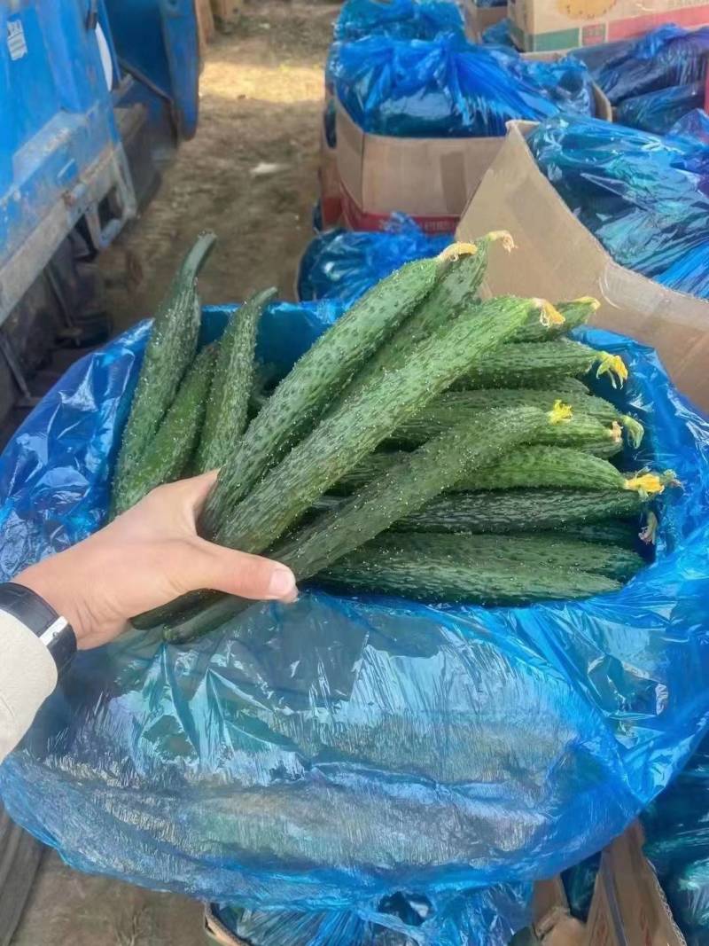 河南夏邑精品密刺黄瓜新鲜上市现摘现发欢迎选购