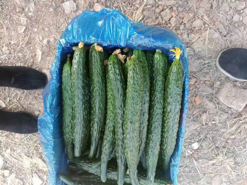 河南夏邑精品密刺黄瓜新鲜上市现摘现发欢迎选购