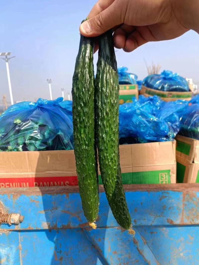 河南夏邑精品密刺黄瓜新鲜上市现摘现发欢迎选购