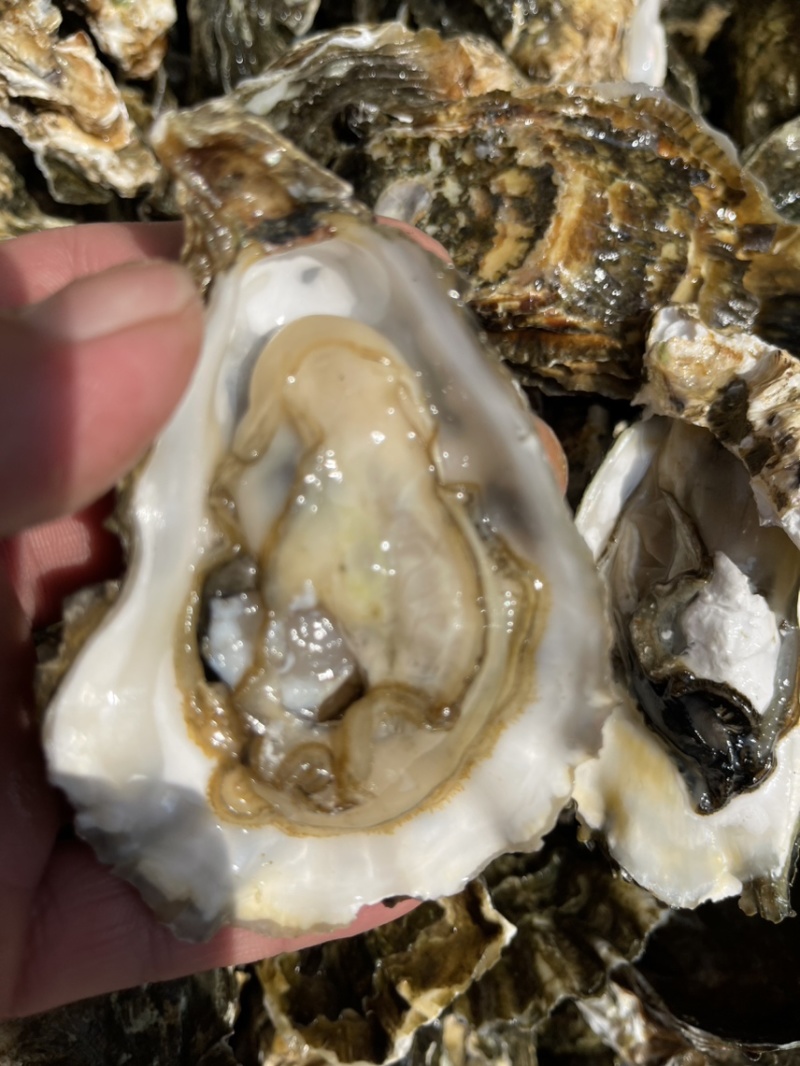 新款靓货生蚝