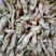 新鲜蛏王肉特大号现剥冷冻蛏王肉蛏子王鲜活竹节蛏海蛏子批发