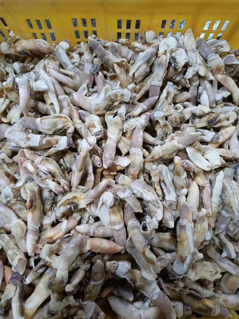 新鲜蛏王肉特大号现剥冷冻蛏王肉蛏子王鲜活竹节蛏海蛏子批发