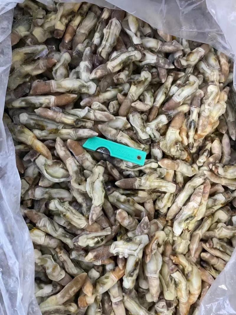 新鲜蛏王肉特大号现剥冷冻蛏王肉蛏子王鲜活竹节蛏海蛏子批发