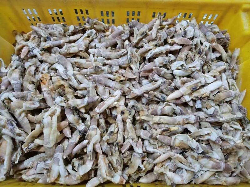 新鲜蛏王肉特大号现剥冷冻蛏王肉蛏子王鲜活竹节蛏海蛏子批发