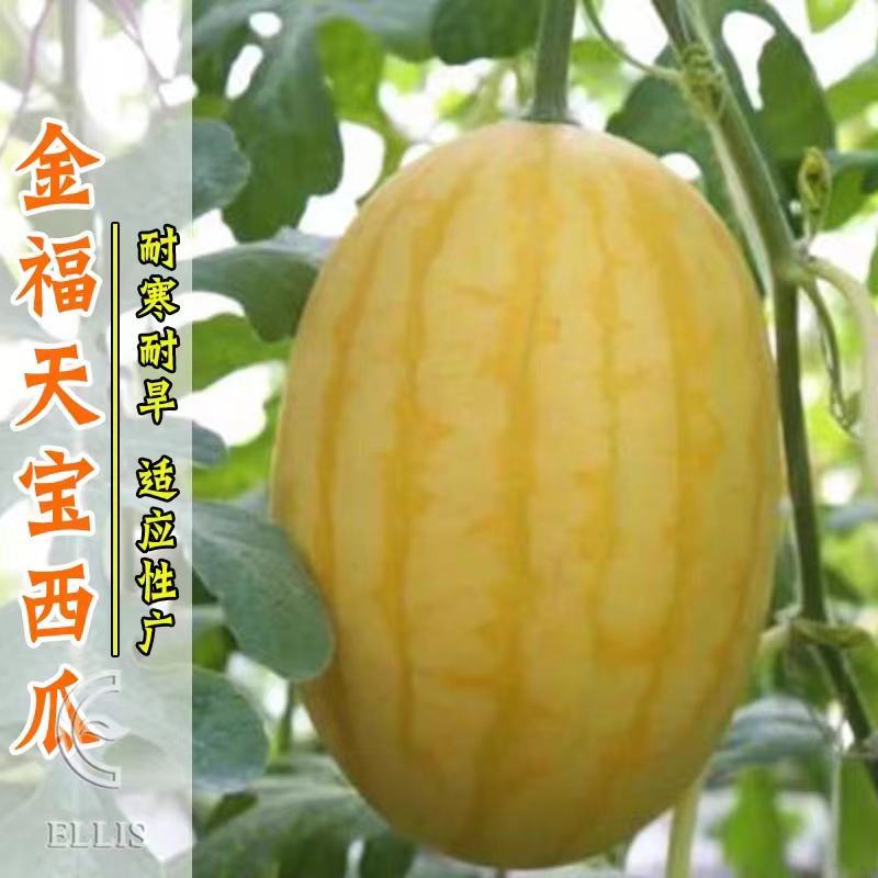 金帅01黄皮黄瓤西瓜种子抗病早熟易\理5~7公斤糖高