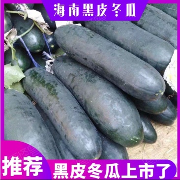 【精品海南黑皮冬瓜】瓜型好颜色黑亮货源充足欢迎致电