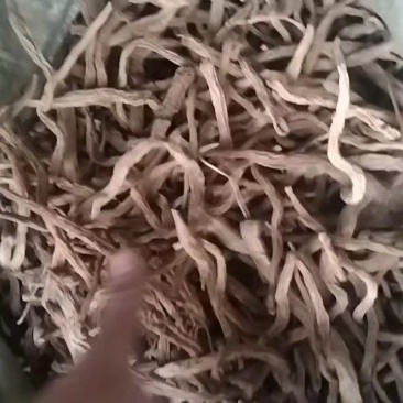 水洗大百部干货