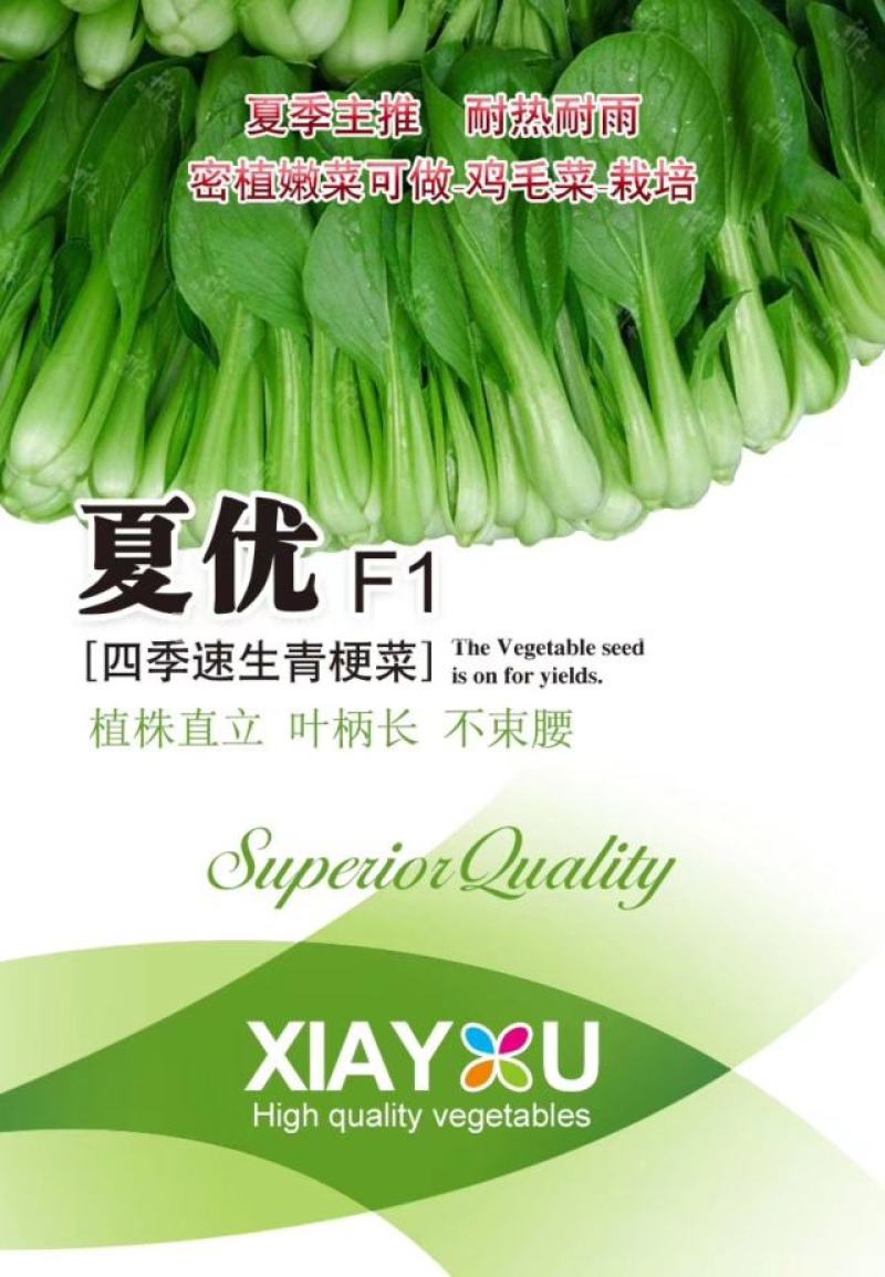 夏优耐湿抗热青梗菜种子一年四季蔬菜种籽速生鸡毛菜种子基地