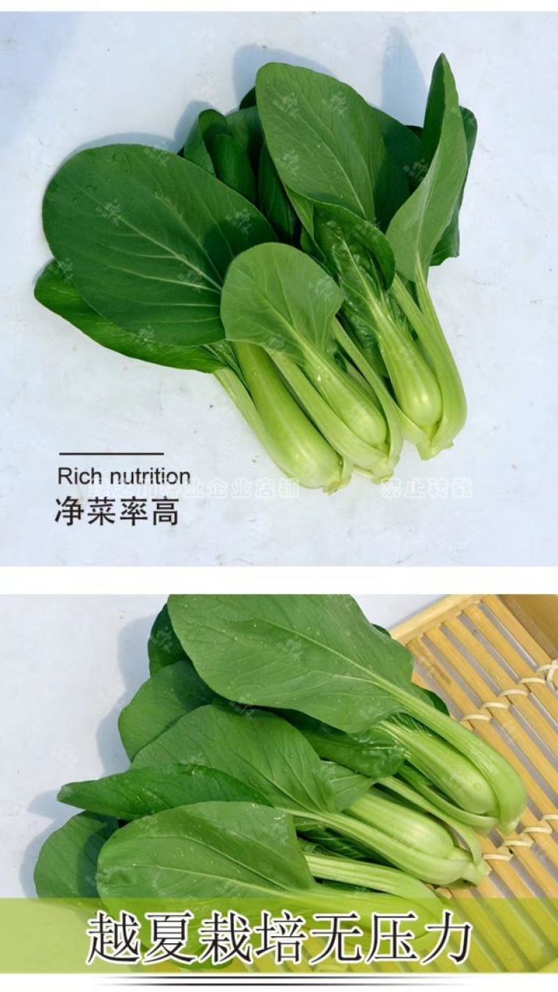 夏优耐湿抗热青梗菜种子一年四季蔬菜种籽速生鸡毛菜种子基地