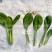 夏优耐湿抗热青梗菜种子一年四季蔬菜种籽速生鸡毛菜种子基地