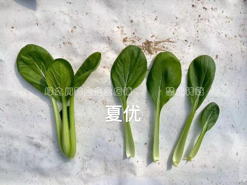 夏优耐湿抗热青梗菜种子一年四季蔬菜种籽速生鸡毛菜种子基地