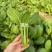 夏优耐湿抗热青梗菜种子一年四季蔬菜种籽速生鸡毛菜种子基地