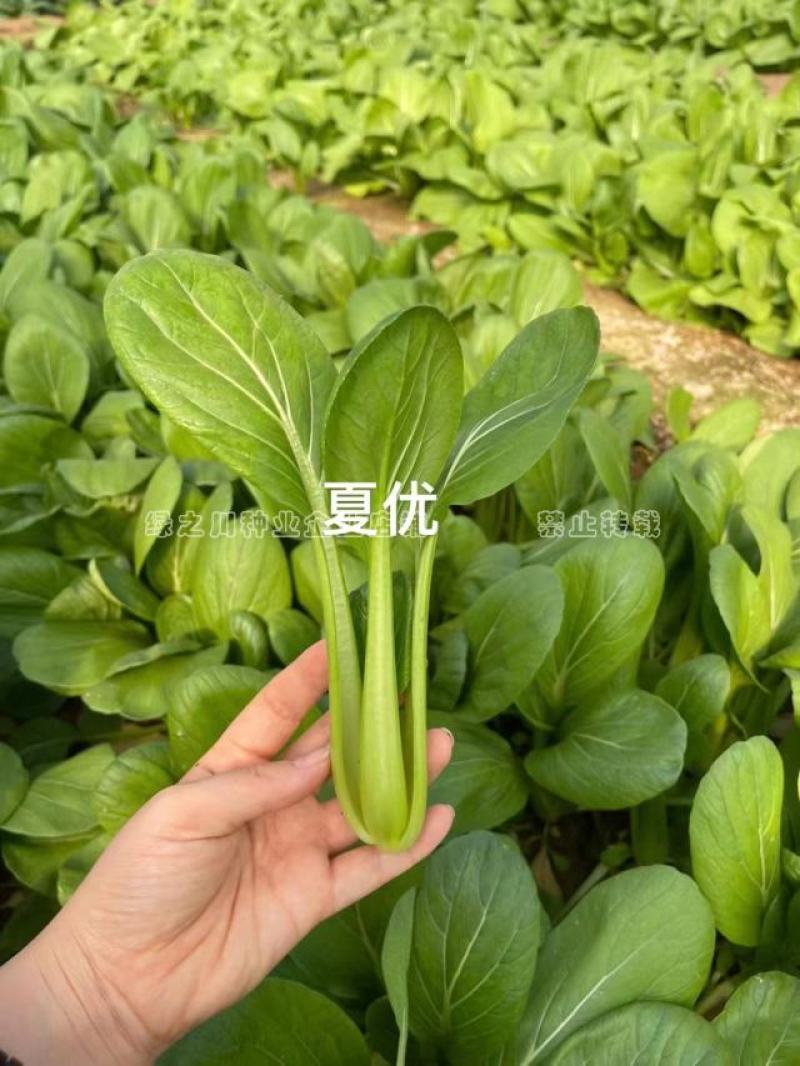 夏优耐湿抗热青梗菜种子一年四季蔬菜种籽速生鸡毛菜种子基地