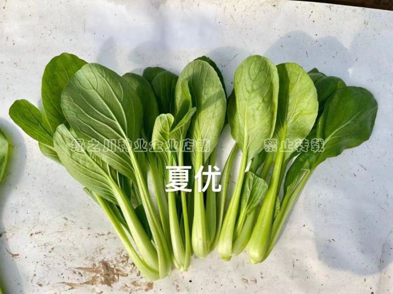 夏优耐湿抗热青梗菜种子一年四季蔬菜种籽速生鸡毛菜种子基地