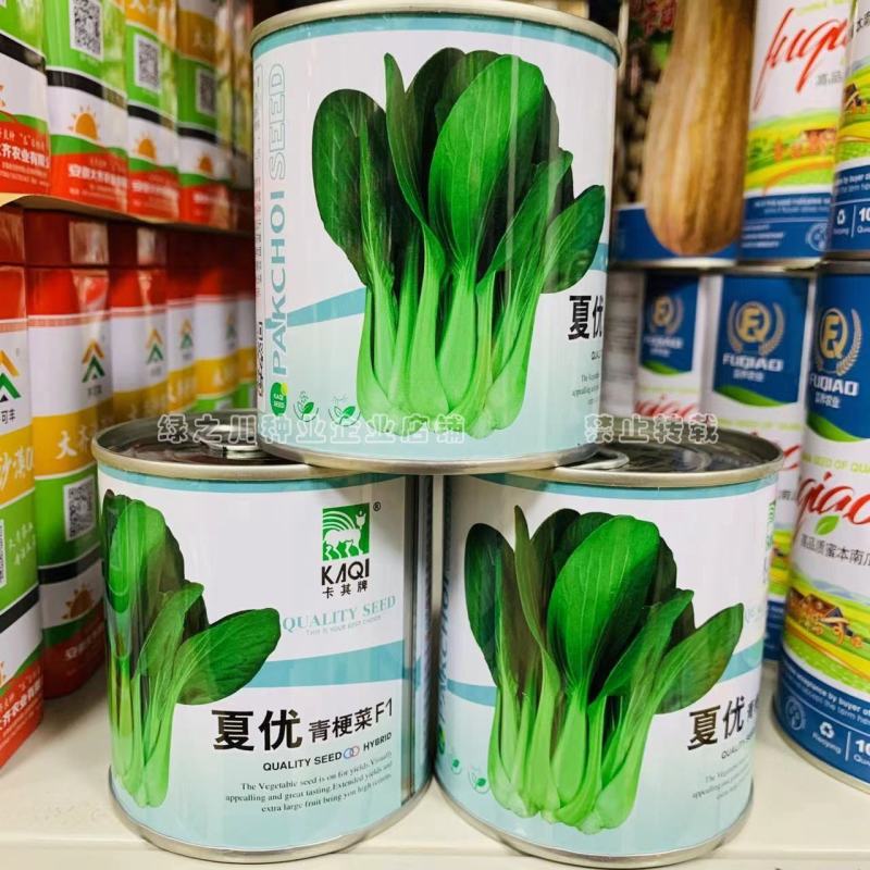 夏优耐湿抗热青梗菜种子一年四季蔬菜种籽速生鸡毛菜种子基地