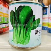 夏优耐湿抗热青梗菜种子一年四季蔬菜种籽速生鸡毛菜种子基地
