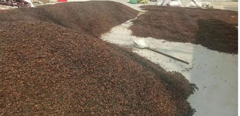 土元卵，新鲜饱满，干净，出虫率高，养殖土元每天傍晚喂一次