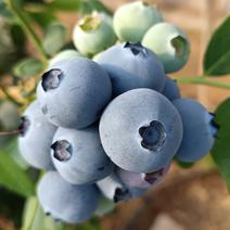 蓝莓陆续大量上市