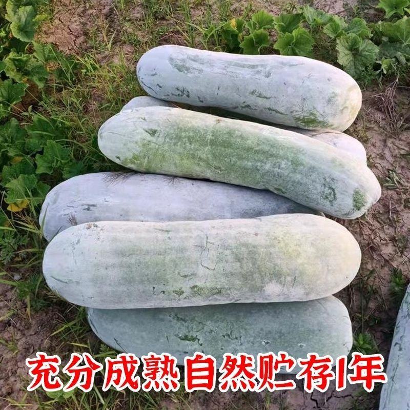 【海南精品白皮冬瓜】白吊冬瓜有货欢迎全国客户订购