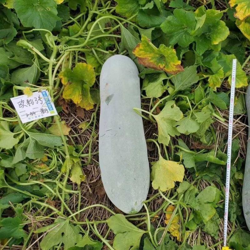 【海南精品白皮冬瓜】白吊冬瓜有货欢迎全国客户订购